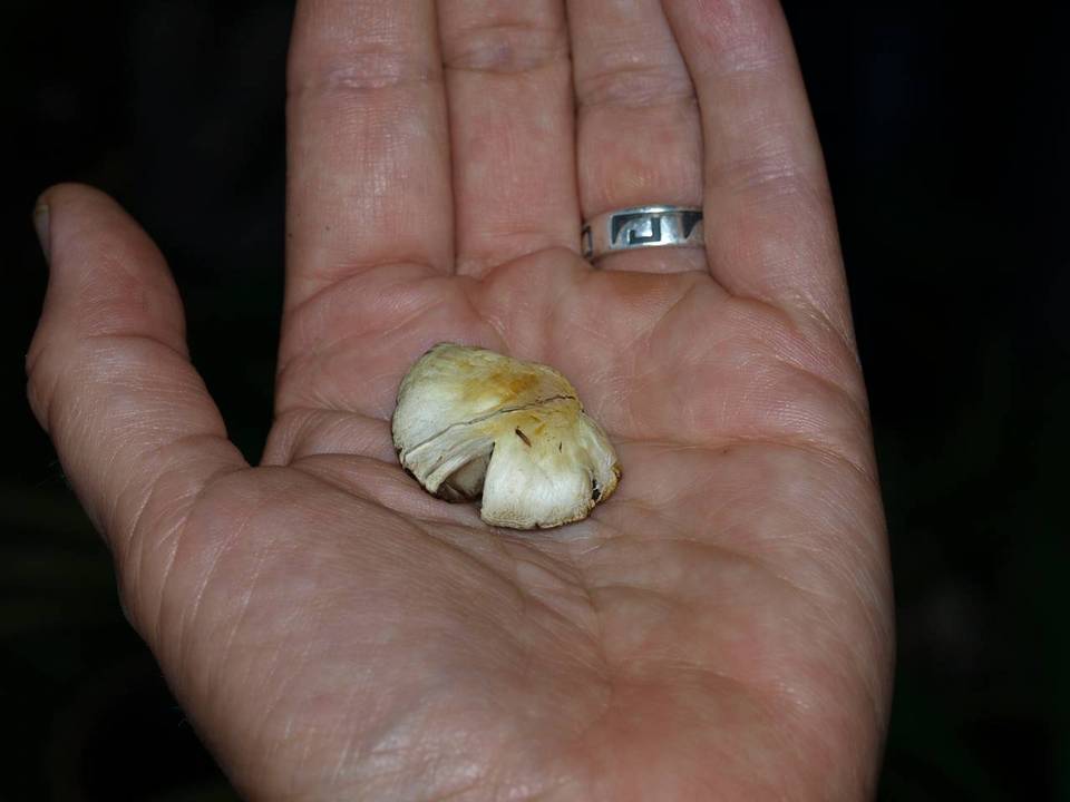 Agaricus comtulus image