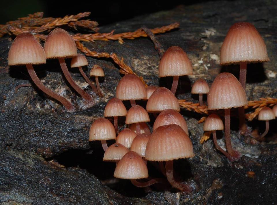 Mycena parsonsiae image