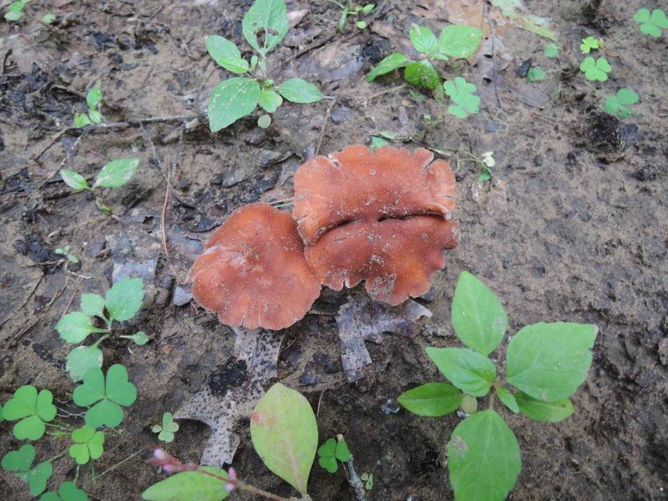 Laccaria maritima image