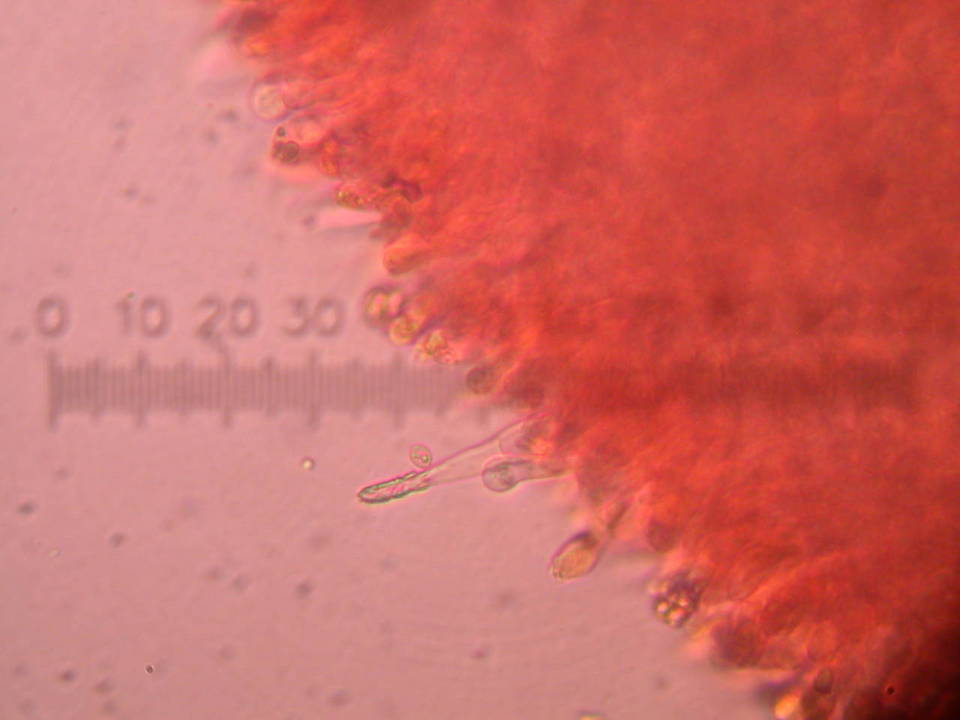 Melanoleuca verrucipes image