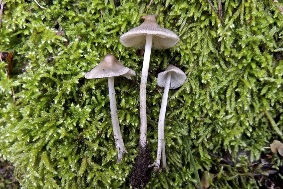Mycena arcangeliana image