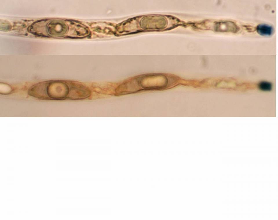 Xylaria cornu-damae image