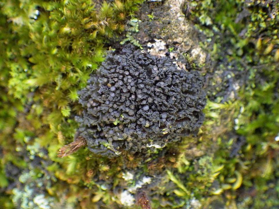 Collema fragrans image