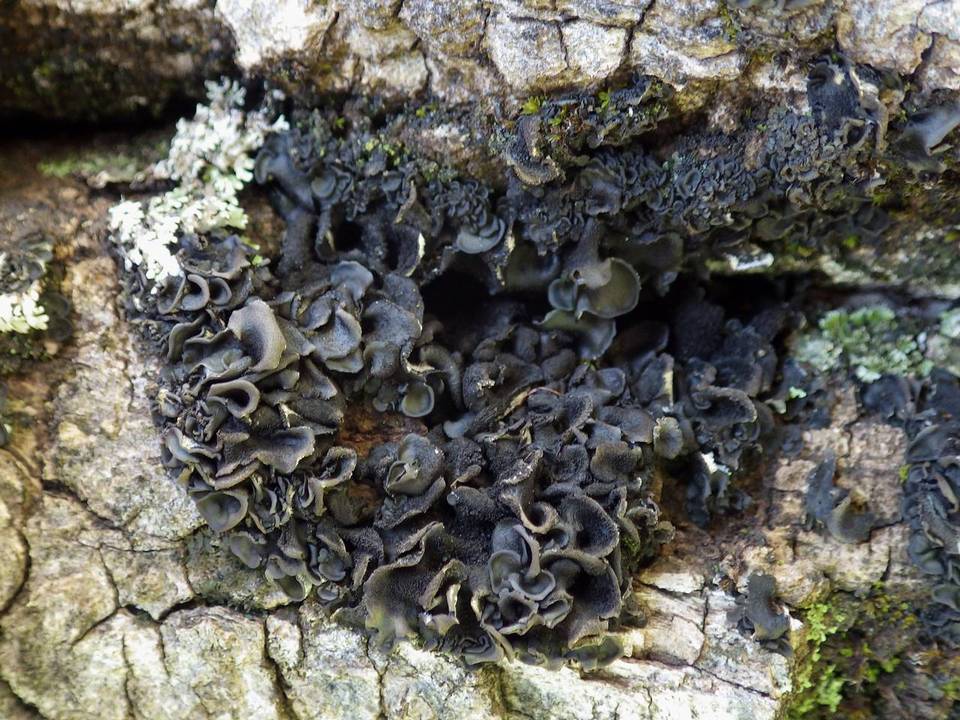 Leptogium hibernicum image