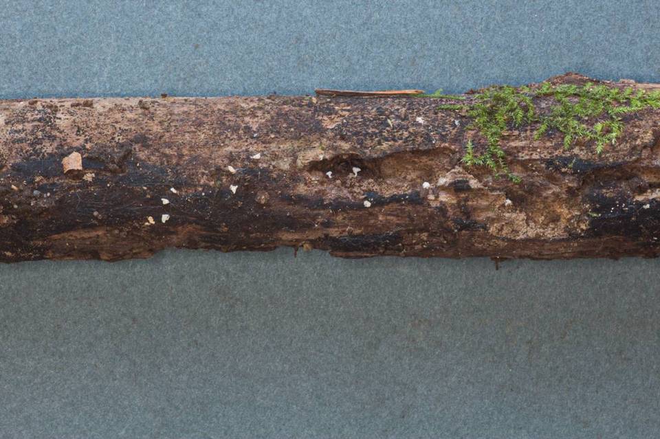 Entoloma cephalotrichum image