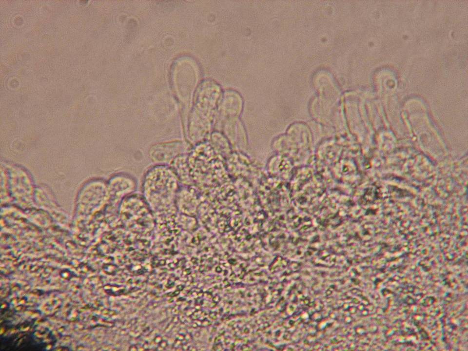 Entoloma cephalotrichum image