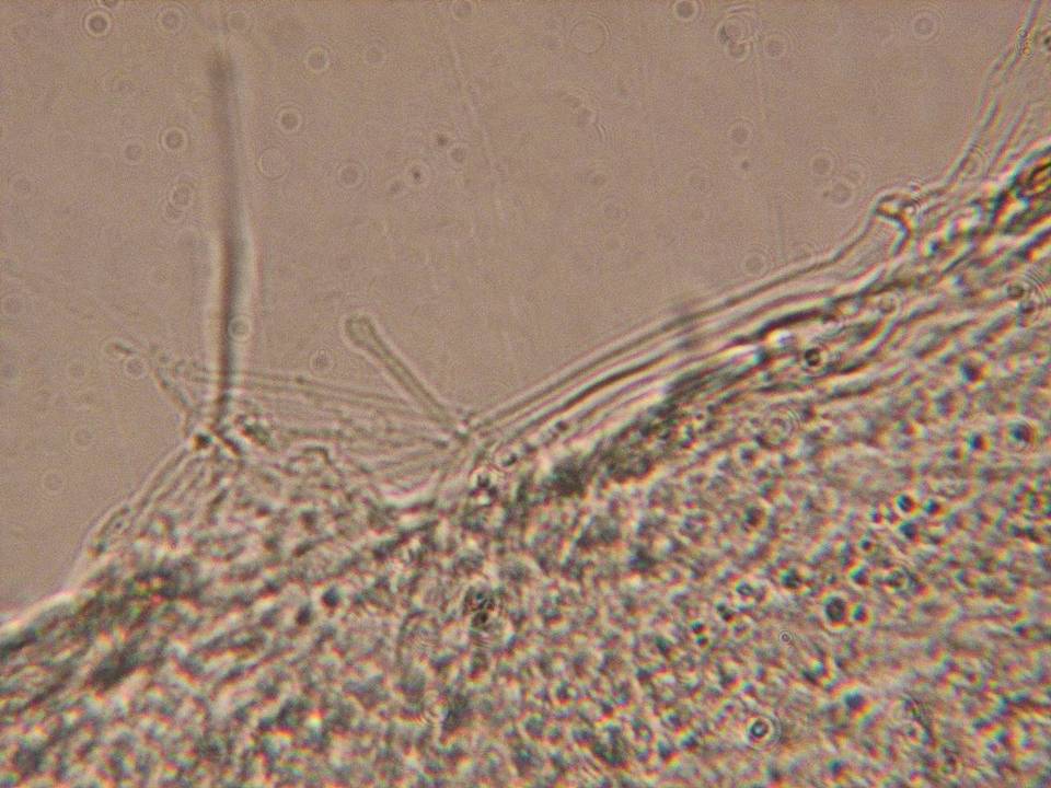 Entoloma cephalotrichum image