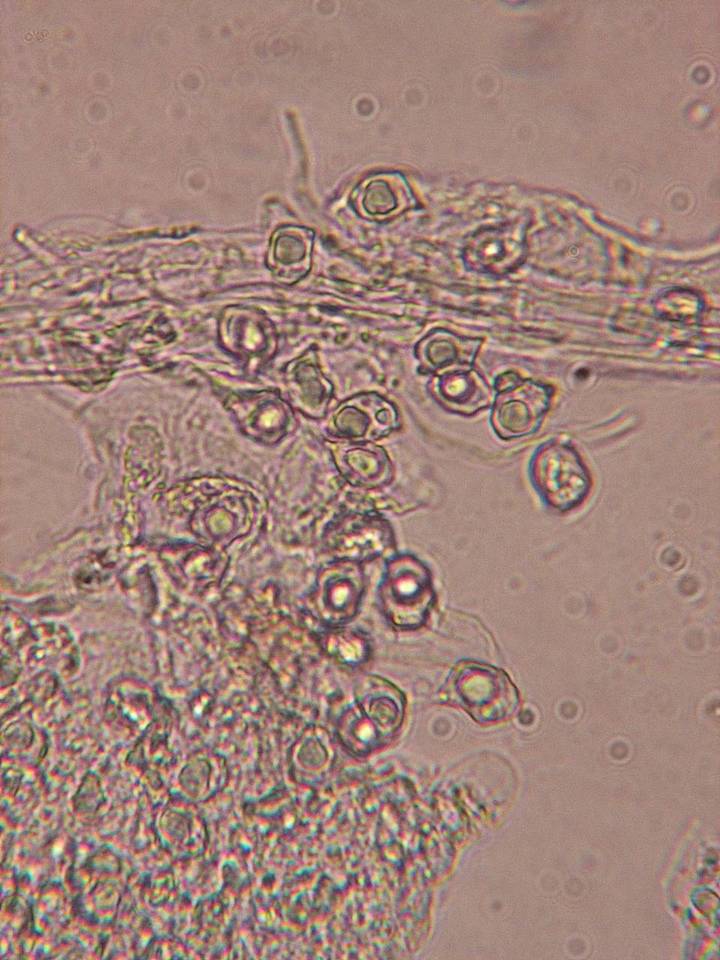 Entoloma cephalotrichum image
