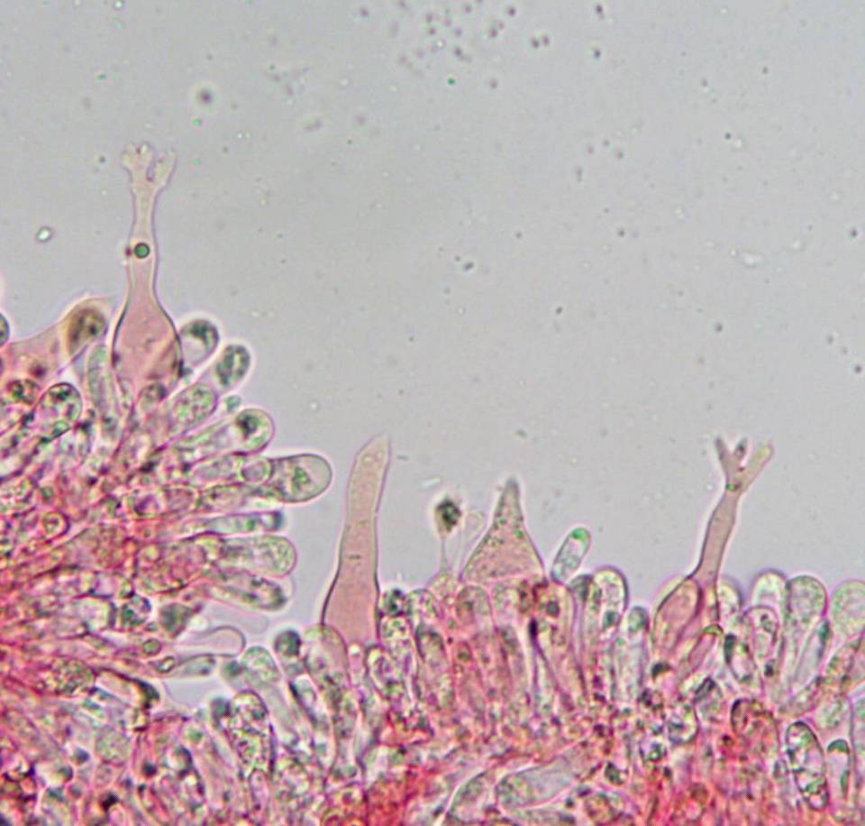 Mycenella lasiosperma image
