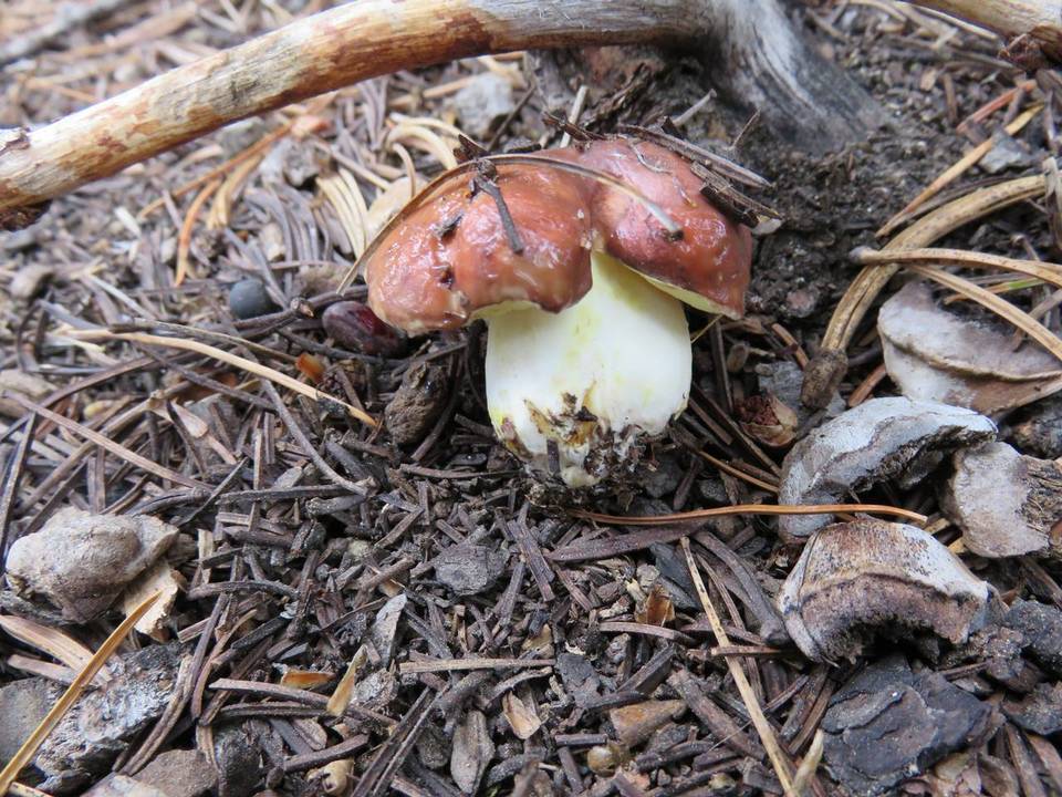 Suillus brunnescens image