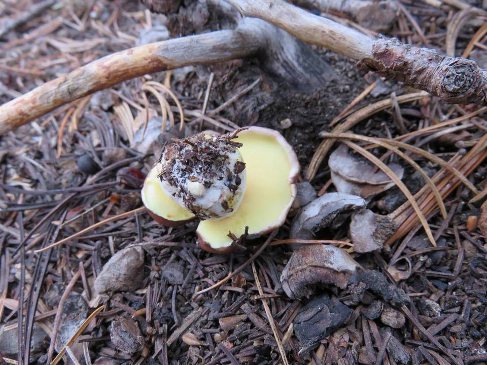 Suillus brunnescens image