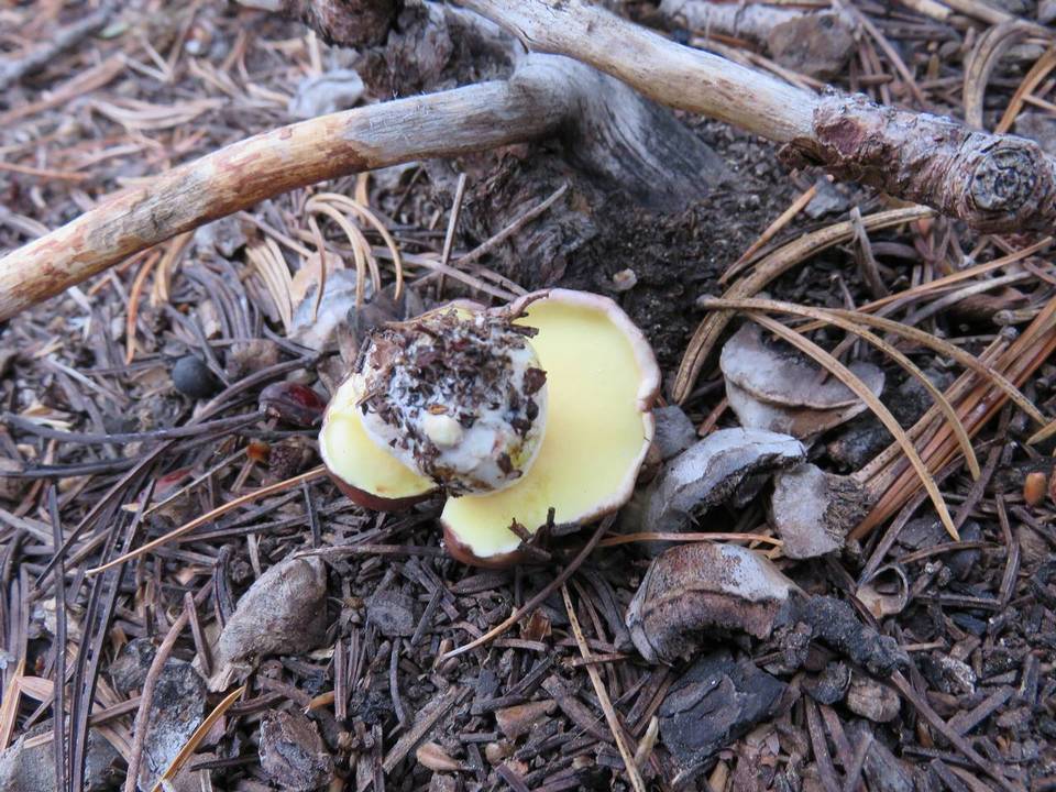 Suillus brunnescens image