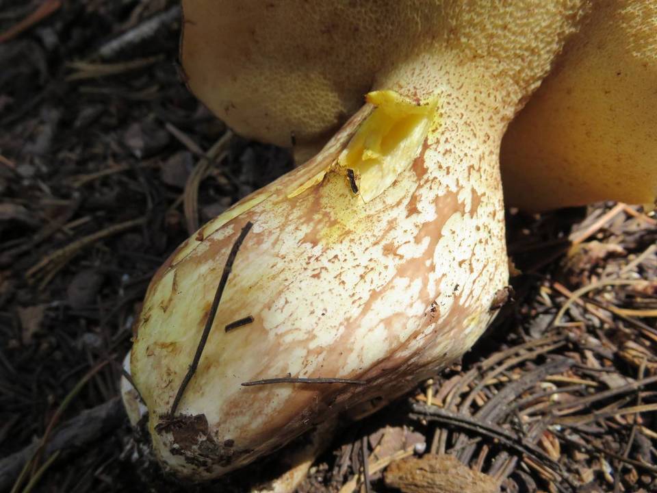 Suillus subalpinus image