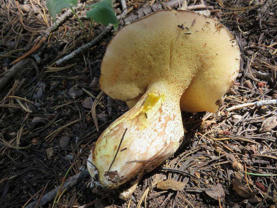 Suillus subalpinus image