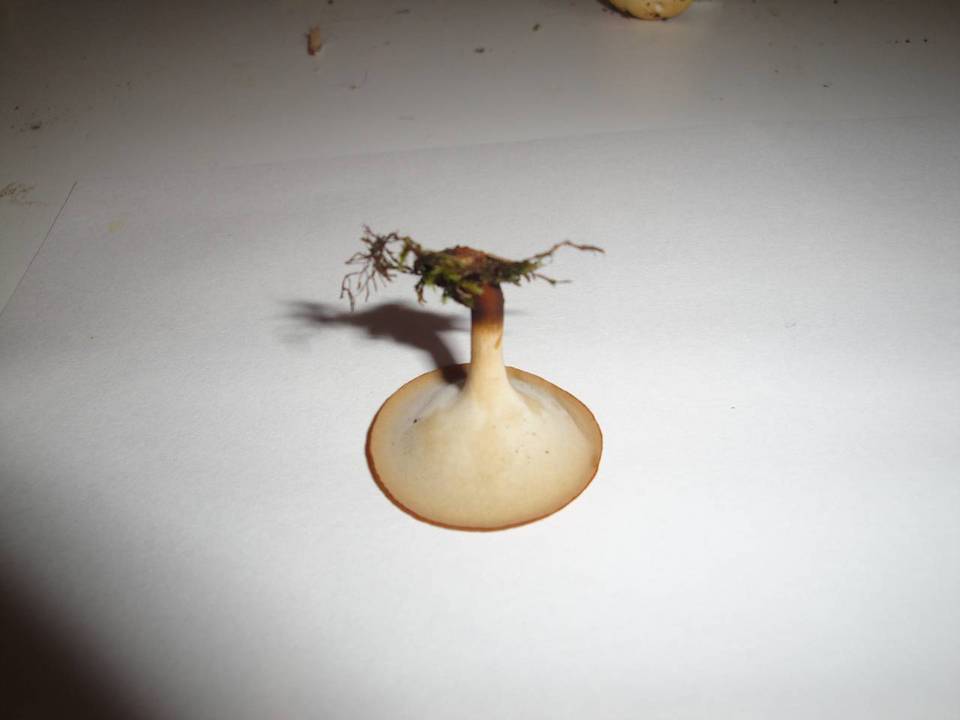 Polyporus tubaeformis image