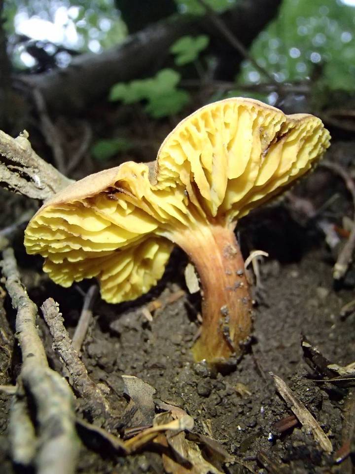 Phylloporus pelletieri image