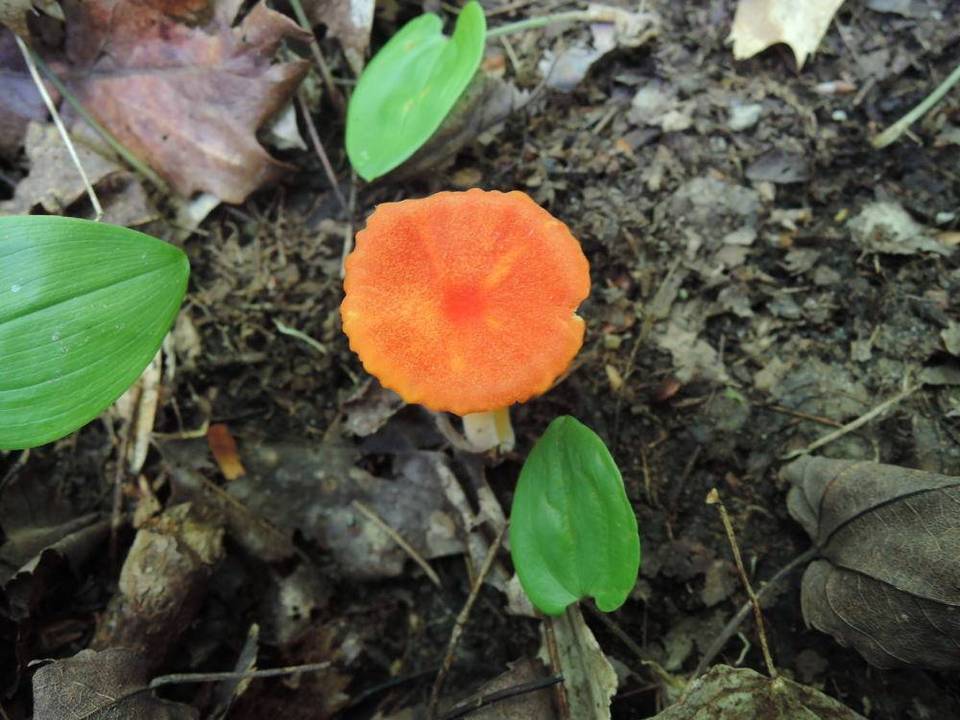 Hygrocybe marchii image
