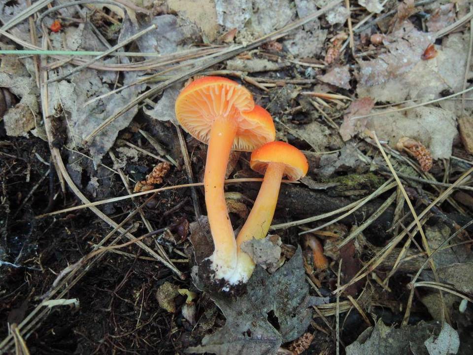 Hygrocybe marchii image
