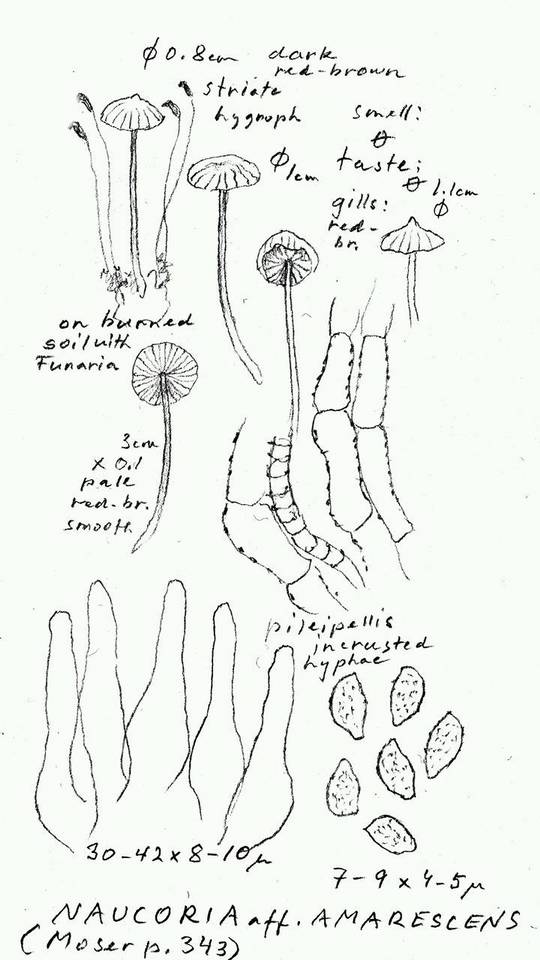 Naucoria amarescens image