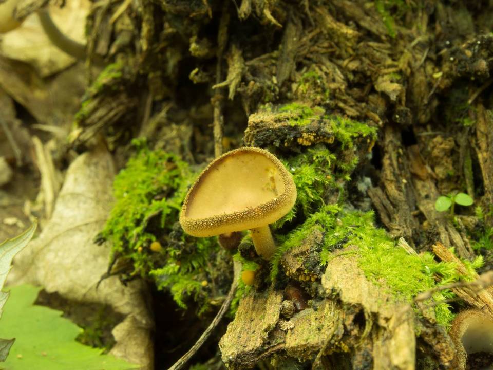 Helvella macropus var. brevis image