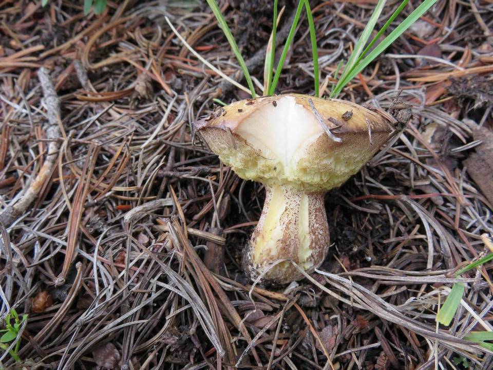 Suillus subalpinus image