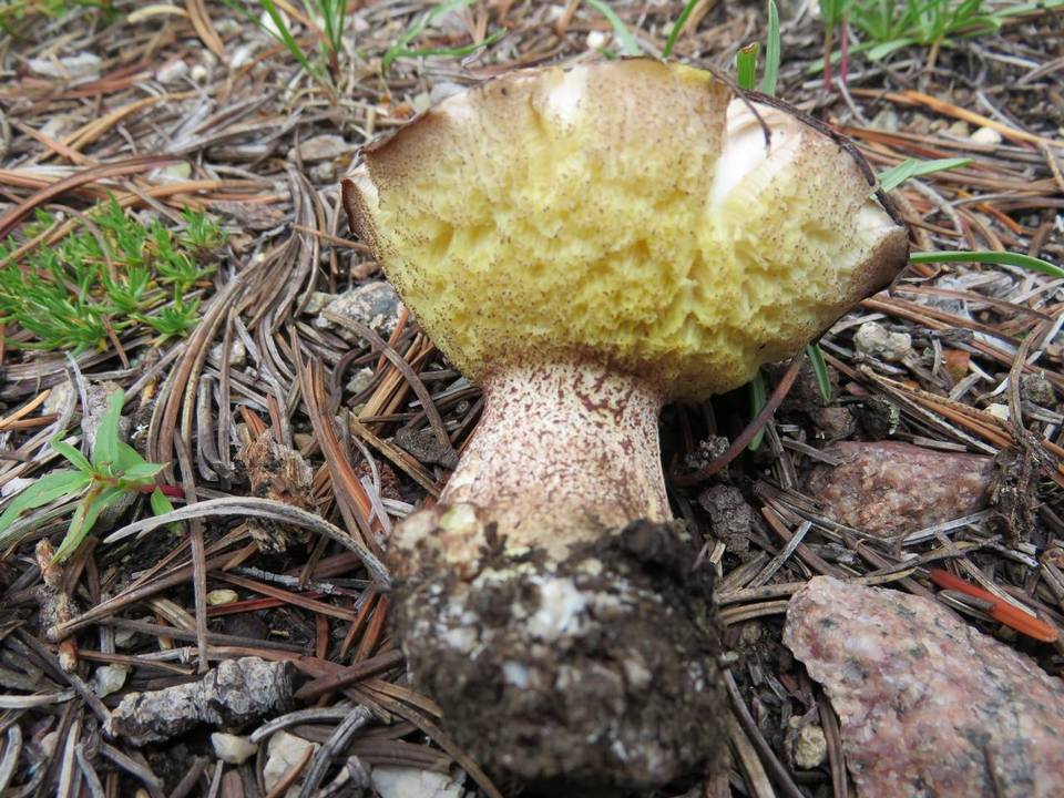 Suillus subalpinus image
