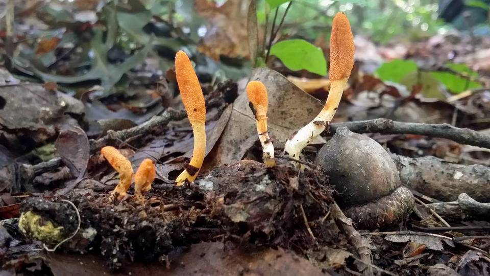 Cordyceps cardinalis image