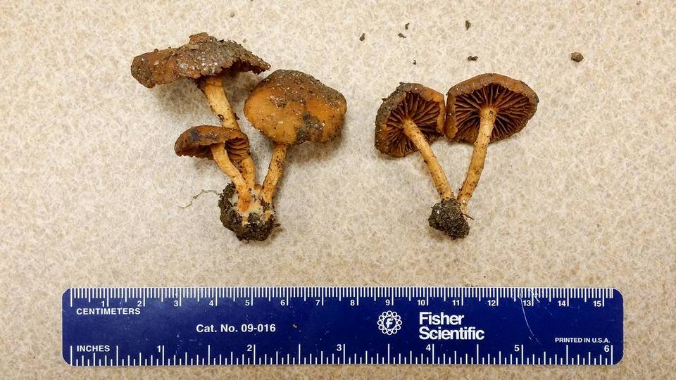 Cortinarius aureifolius image