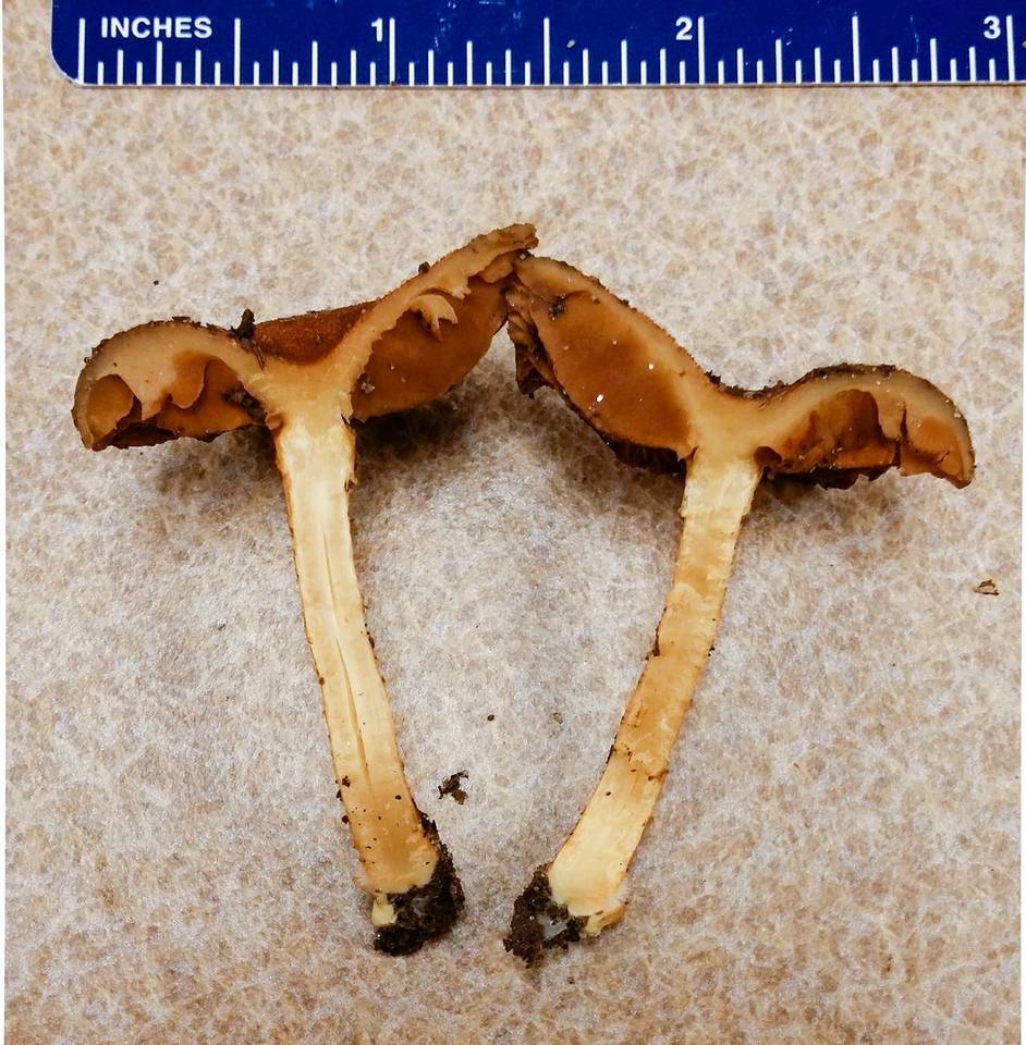 Cortinarius aureifolius image