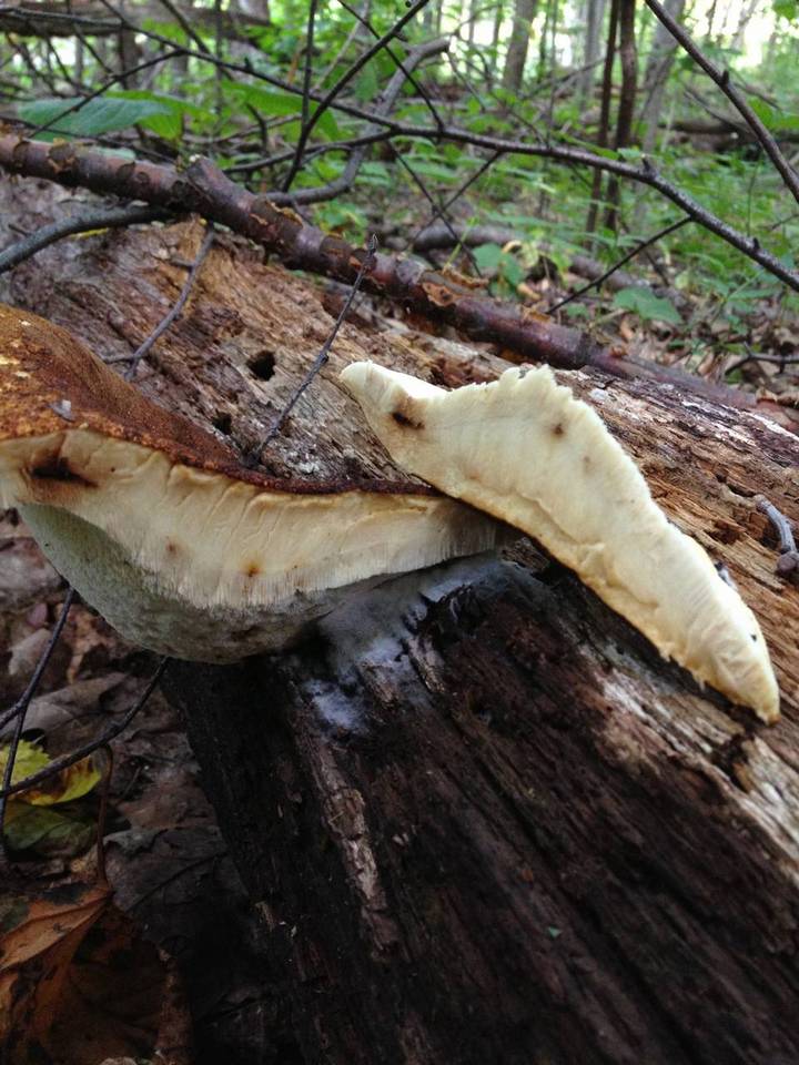 Piptoporus quercinus image