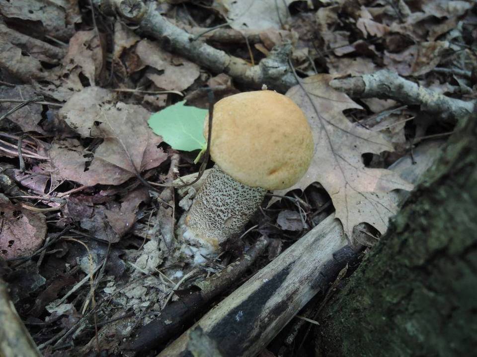 Leccinum pseudoinsigne image