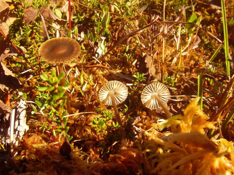 Nolanea staurospora var. incrustata image