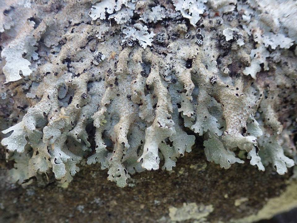 Parmelia submontana image