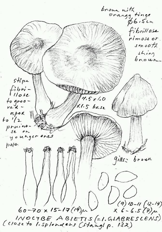Inocybe abietis image