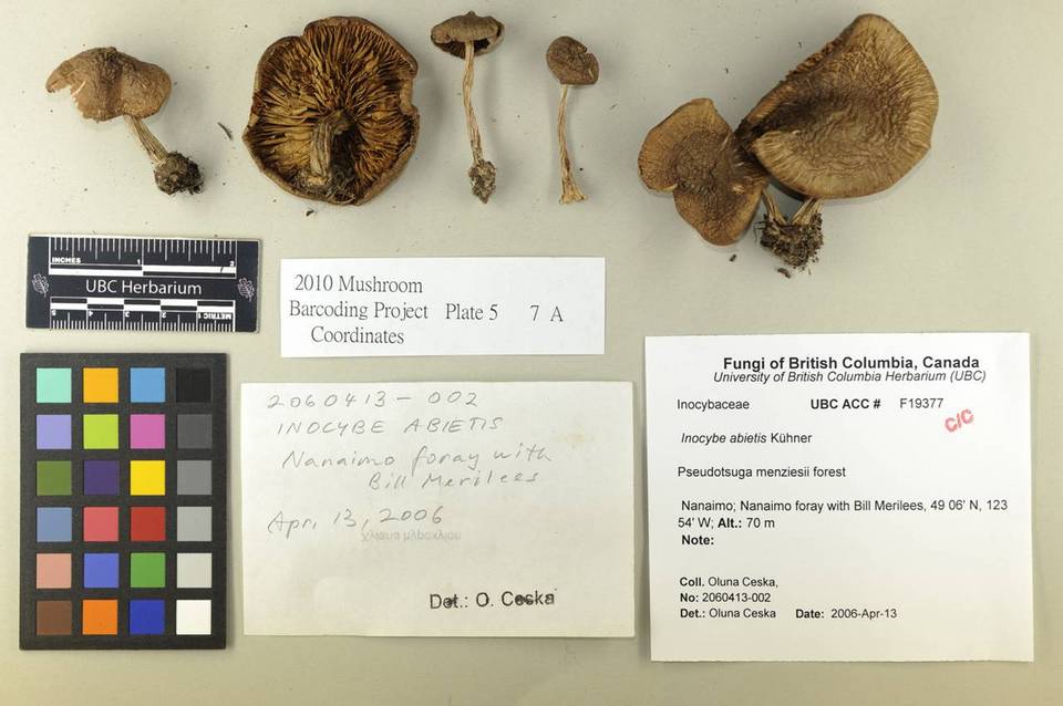 Inocybe abietis image