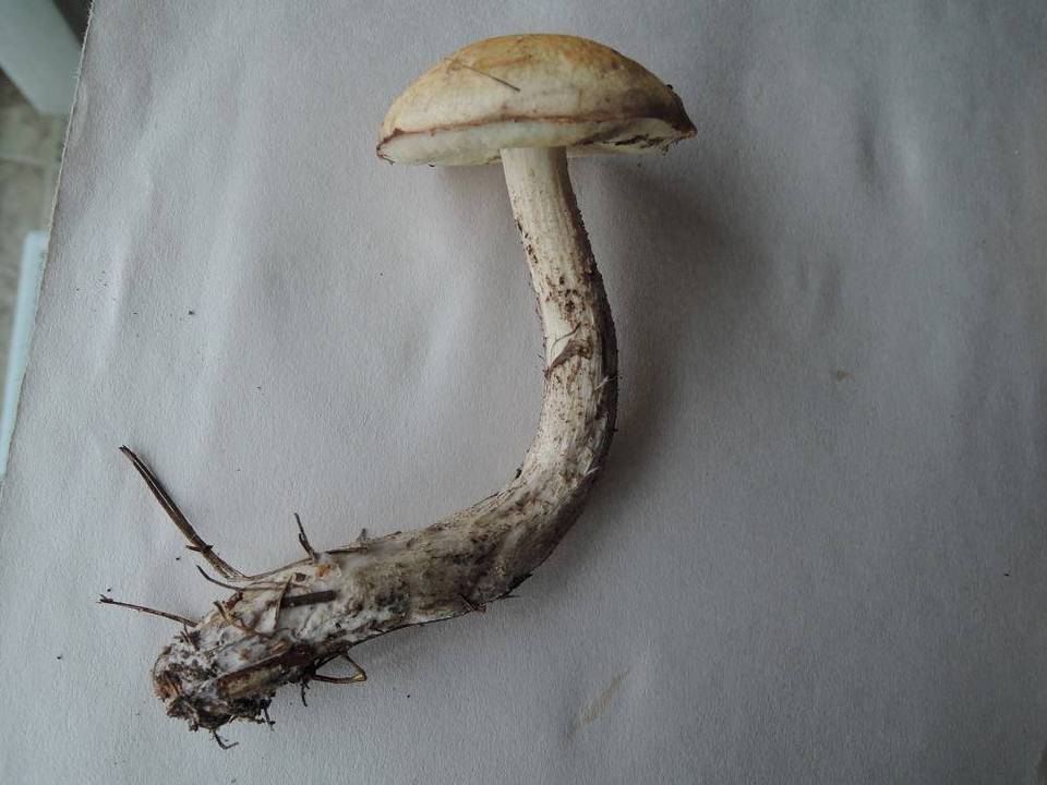 Leccinum insolens var. brunneomaculatum image