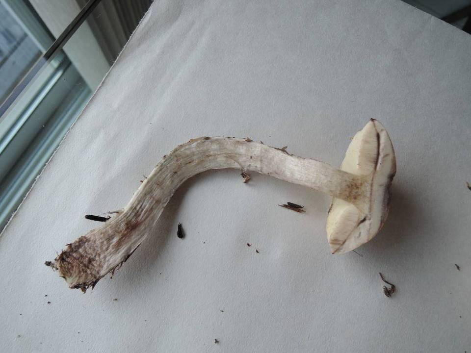 Leccinum insolens var. brunneomaculatum image
