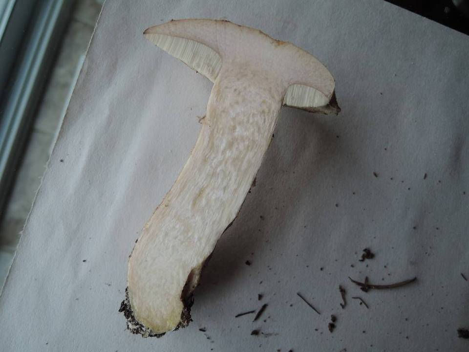 Leccinum insolens var. insolens image