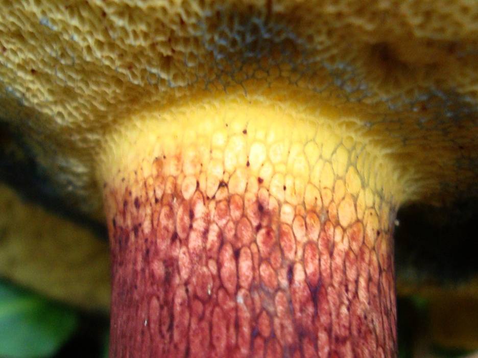 Boletus bicolor var. subreticulatus image