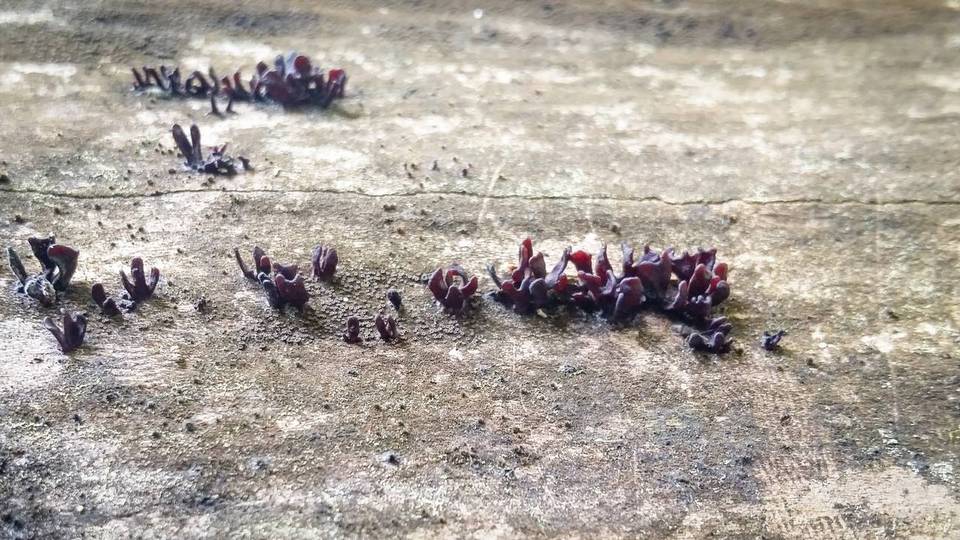 Coryne dubia image