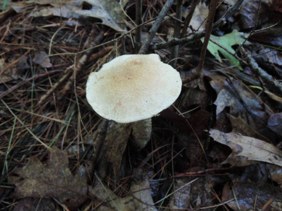 Leccinum insolens var. insolens image