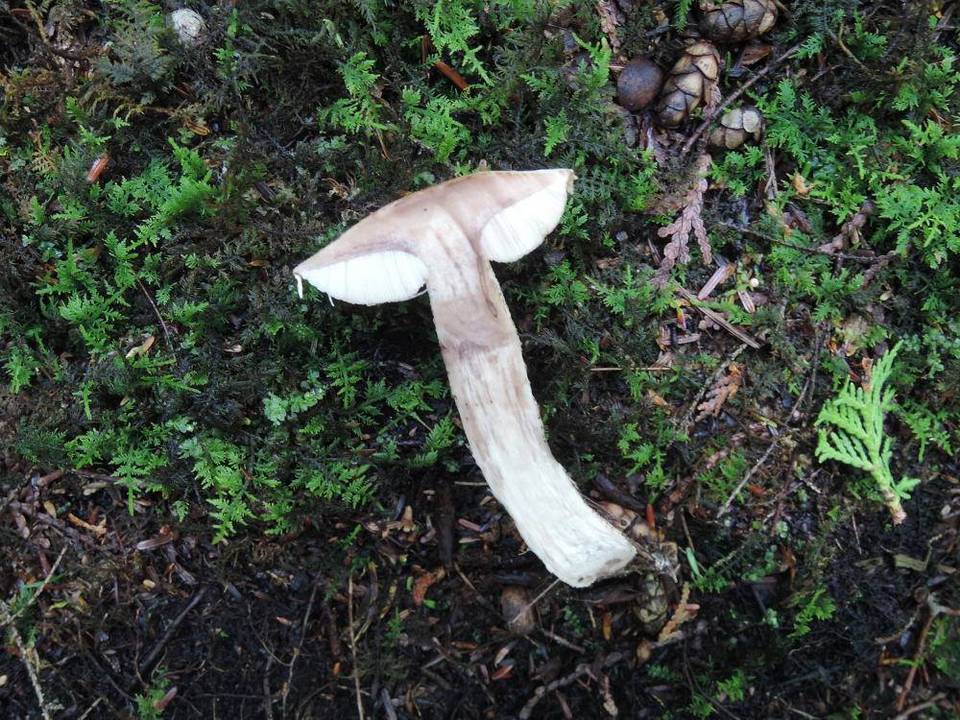 Leccinum insolens var. insolens image