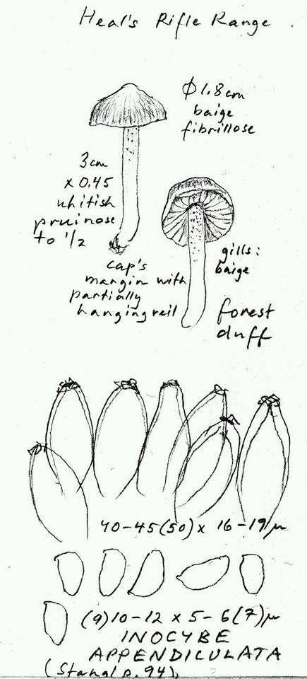 Inocybe appendiculata image