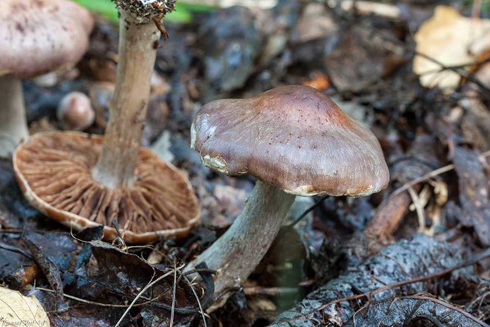 Cortinarius urbicus image