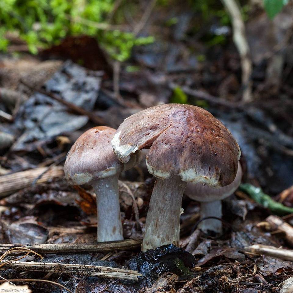 Cortinarius urbicus image