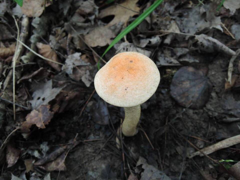 Leccinum pseudoinsigne image