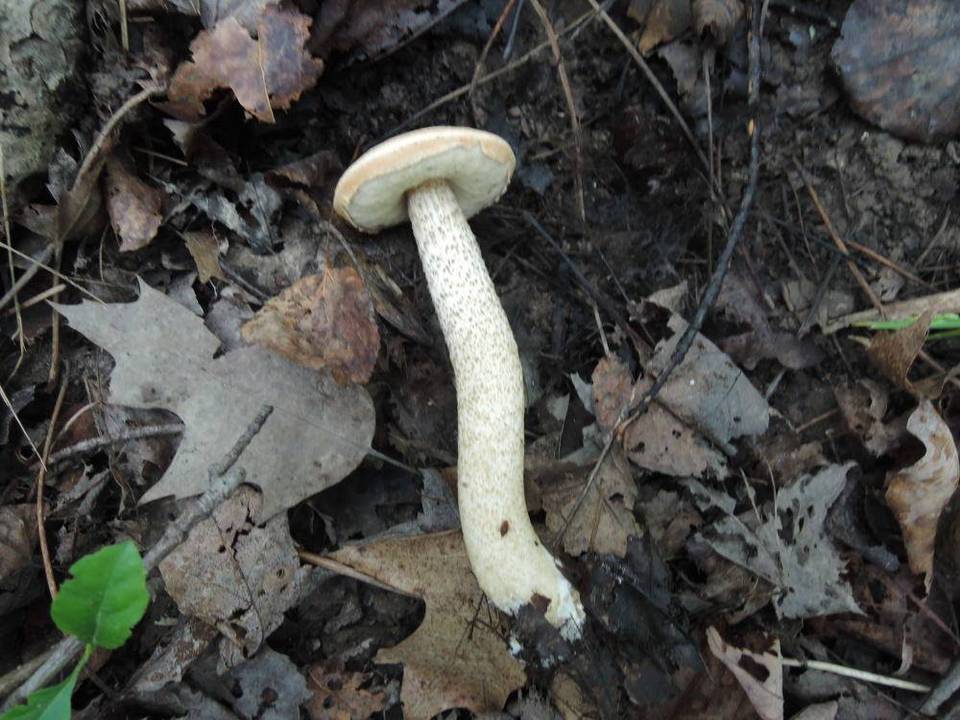 Leccinum pseudoinsigne image