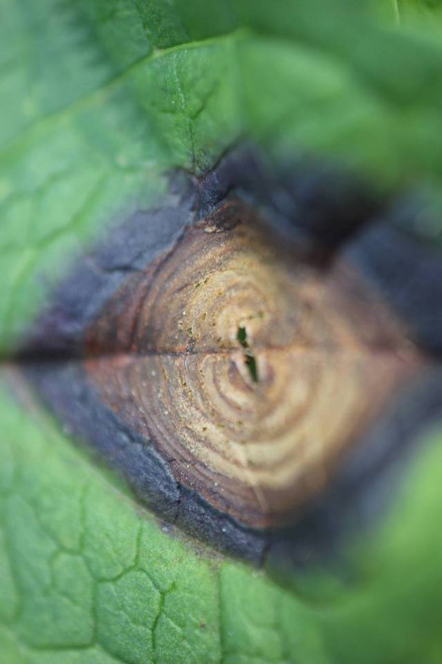 Cercospora hydrangeae image