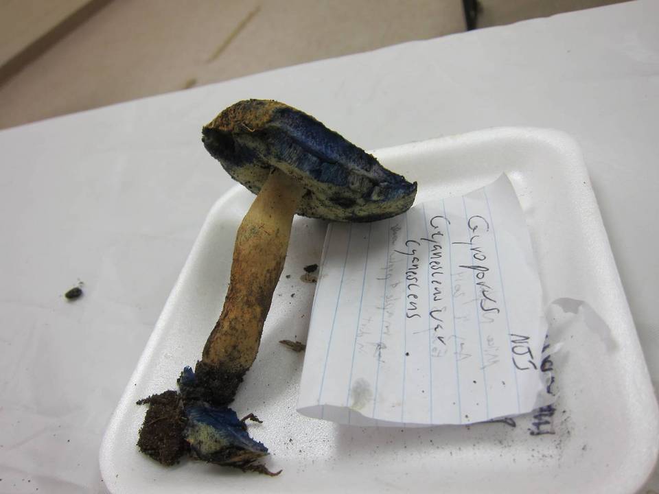 Gyroporus cyanescens var. cyanescens image