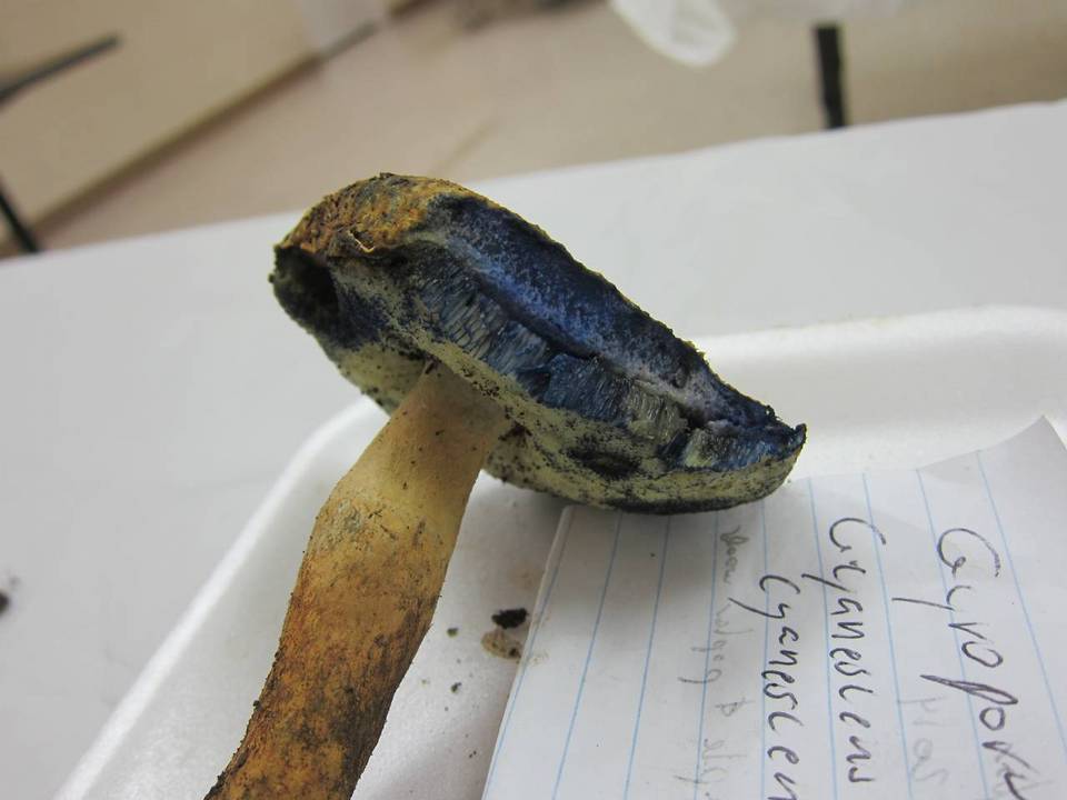 Gyroporus cyanescens var. cyanescens image